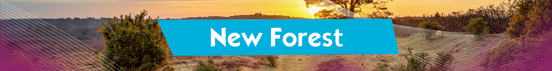 New Forest Banner